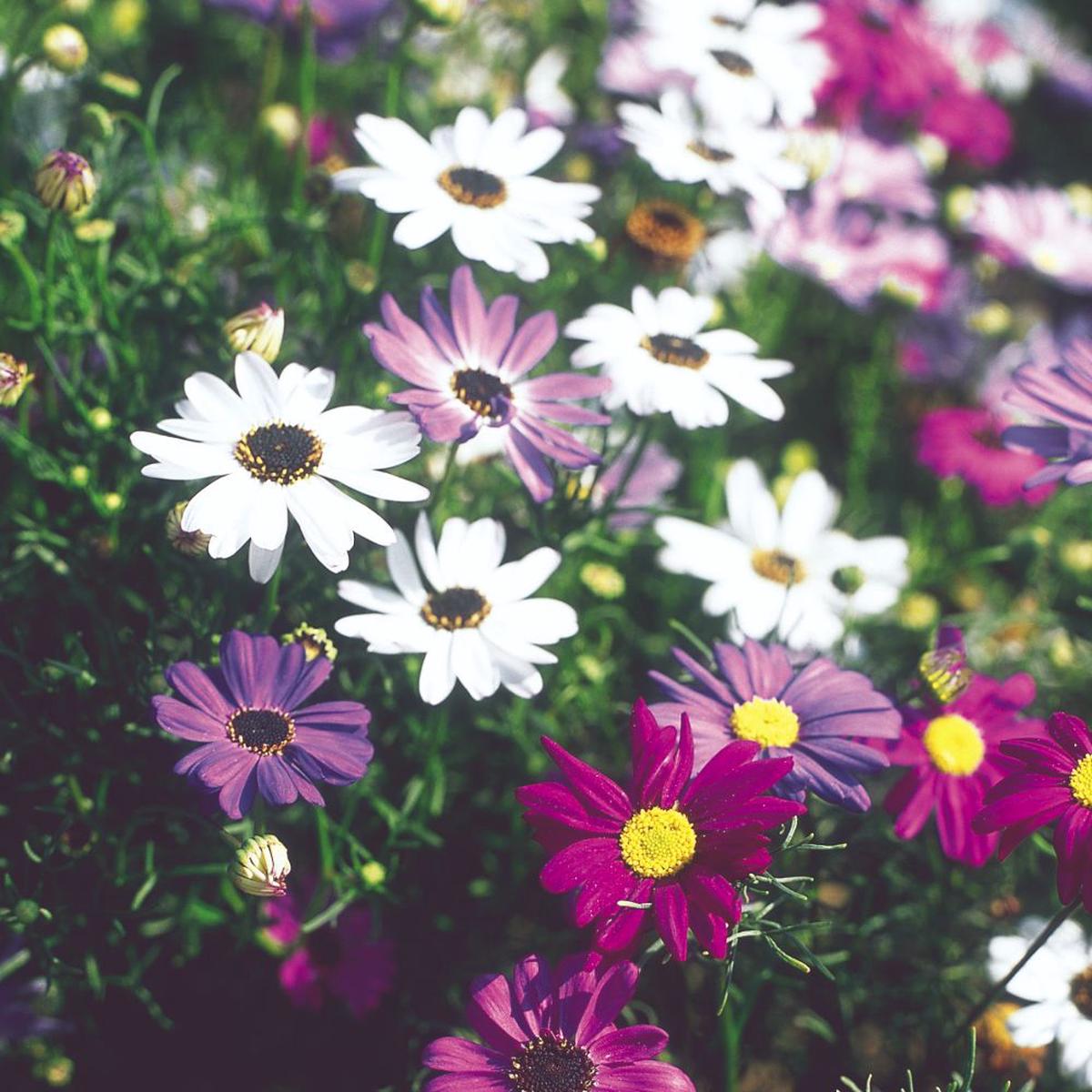 Mixed Brachyscome Flower seeds for Planting Drought Tolerant Heirloom & GMO Free Seeds for Home Garden  Sale