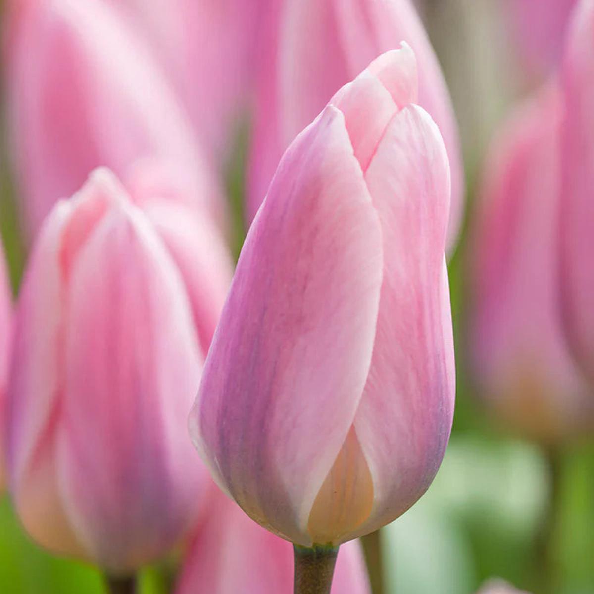 Baby Pink Tulip Flower seeds for Planting Compact Growth Heirloom & GMO Free Seeds for Home Garden   Sale