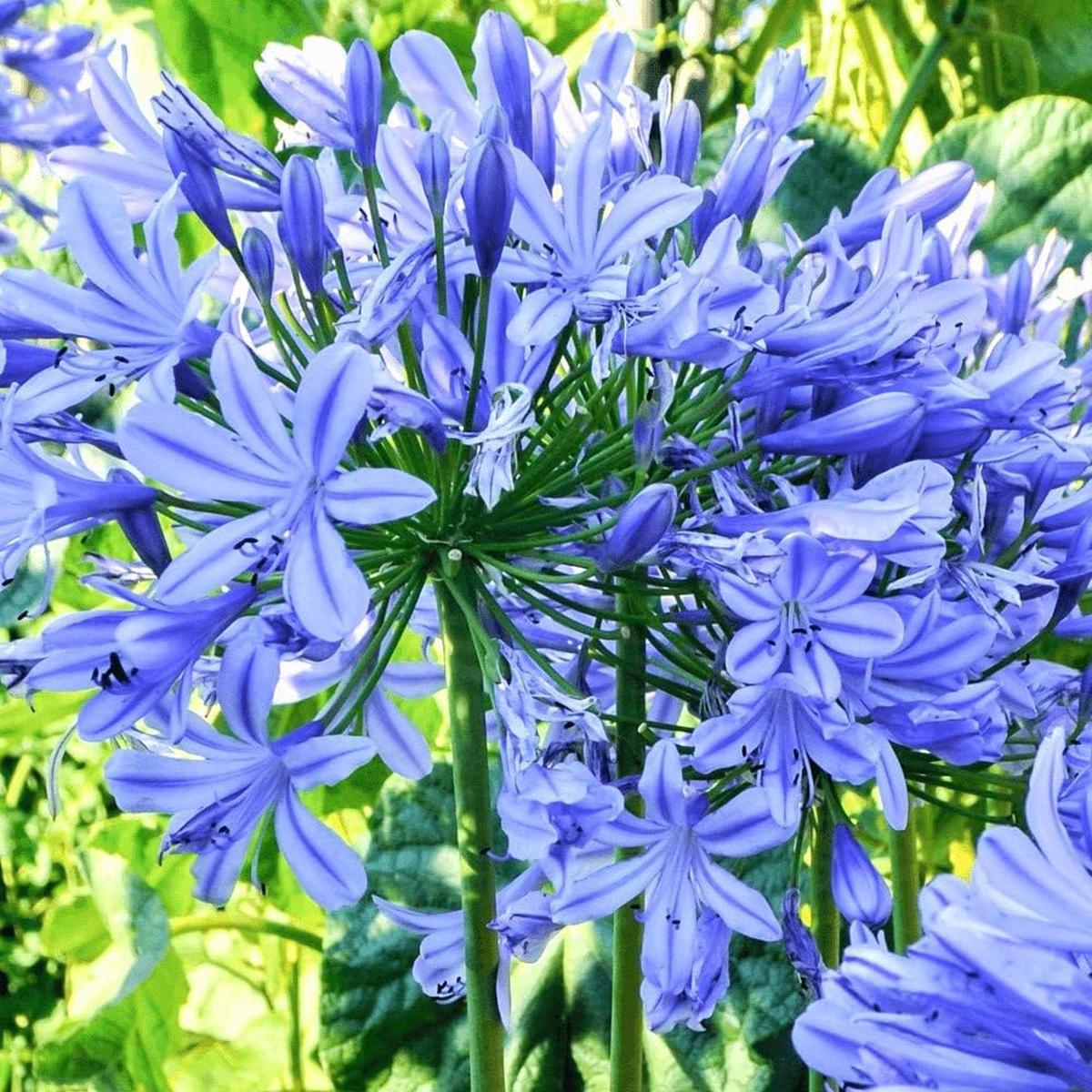 Blue Agapanthus Flower seeds for Planting Vibrant Colors Heirloom & GMO Free Seeds for Home Garden Sale