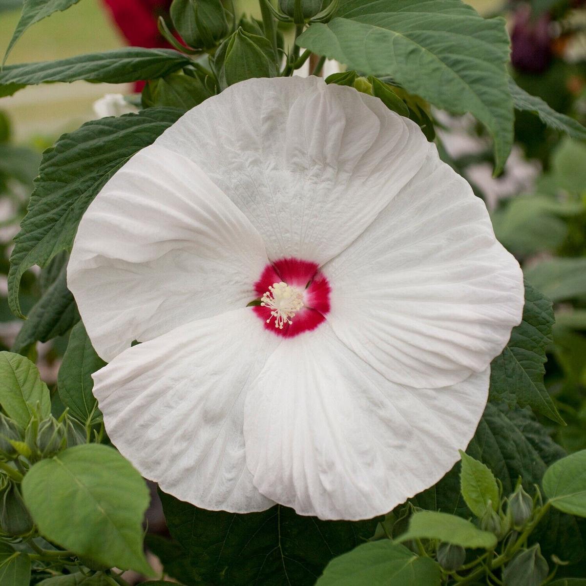 White Eye Hibiscus Flower Seeds for Planting  Heirloom, Non-GMO, Perennial, Easy to Grow