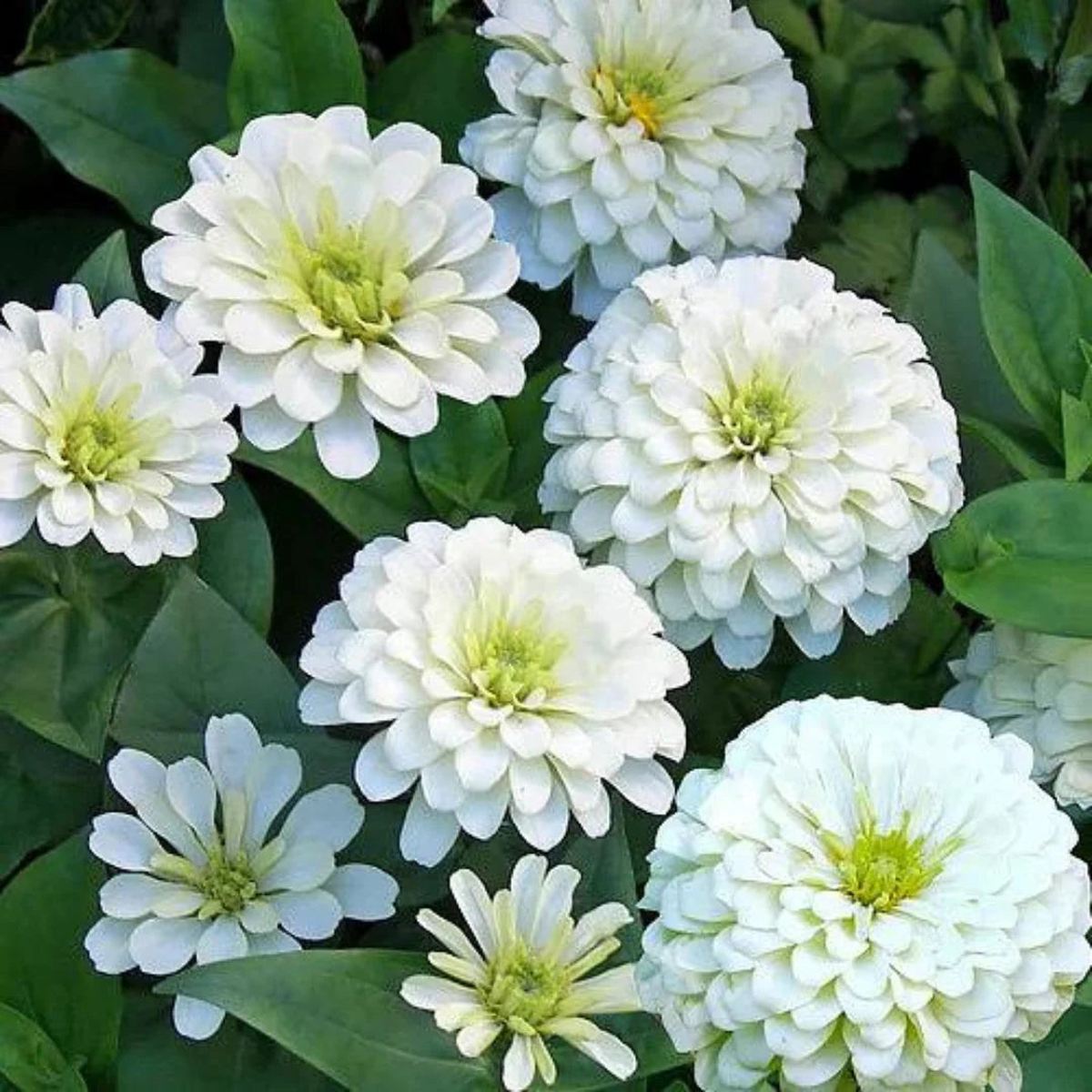 Zinnia Polar Bear Flower Seeds for Planting  Heirloom, Non-GMO, Easy to Grow, Annual Blooms