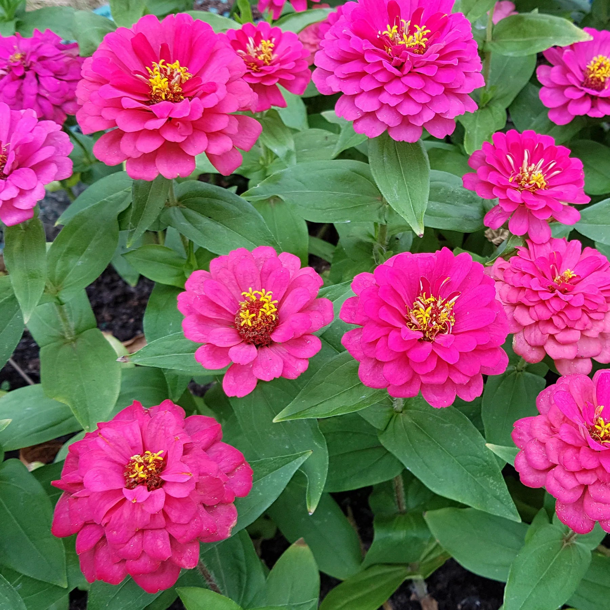Zinnia Pink Flower Seeds for Planting  Heirloom, Non-GMO, Easy to Grow, Annual Blooms