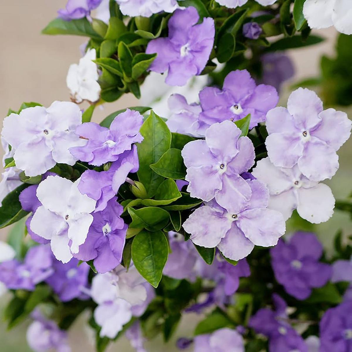 Yesterday-Today-and-Tomorrow (Brunfelsia pauciflora) Flower Seeds  Heirloom, Non-GMO, Fragrant, Perennial