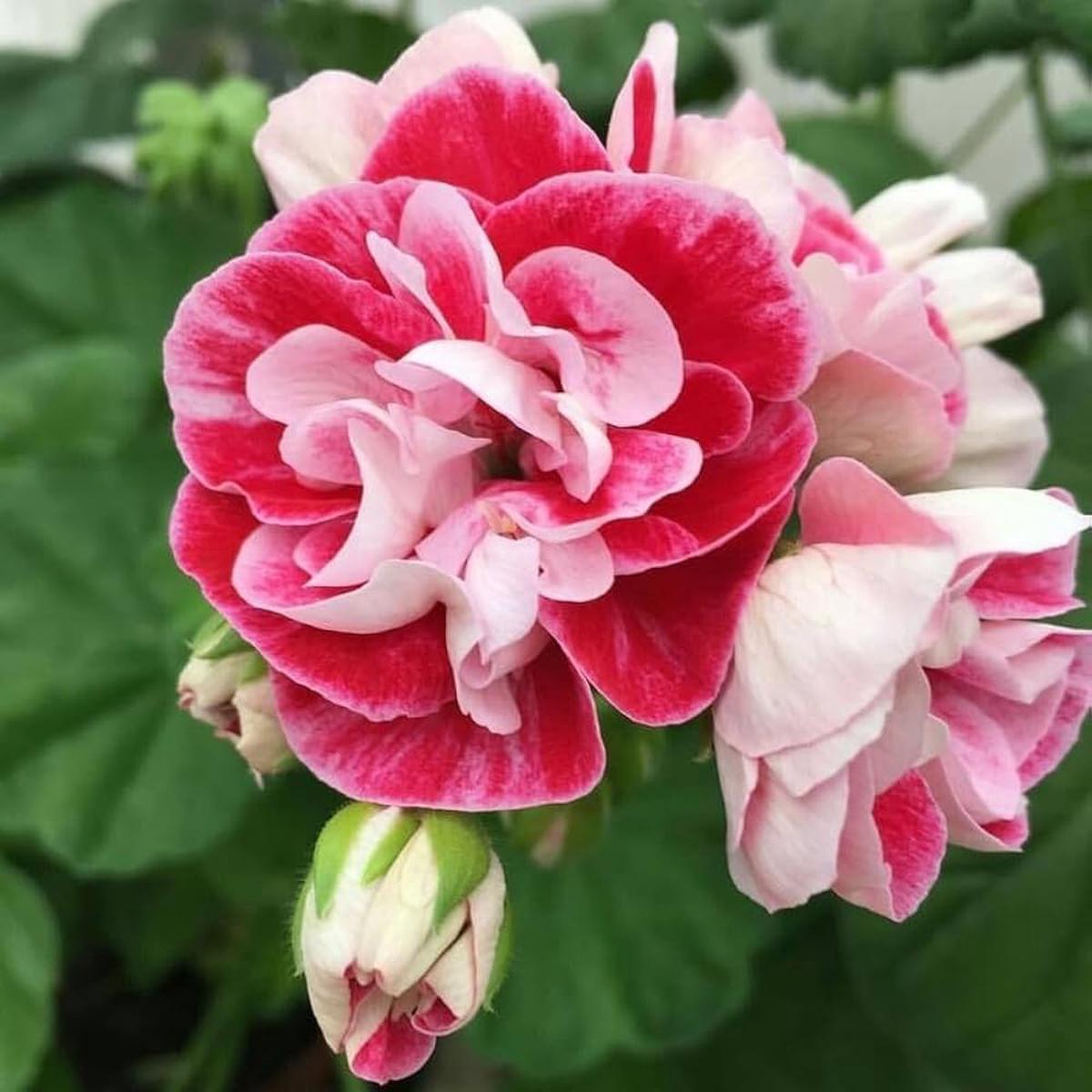 Pink White Geranium Flower Seeds for Planting  Heirloom, Non-GMO, Easy to Grow, Perennial