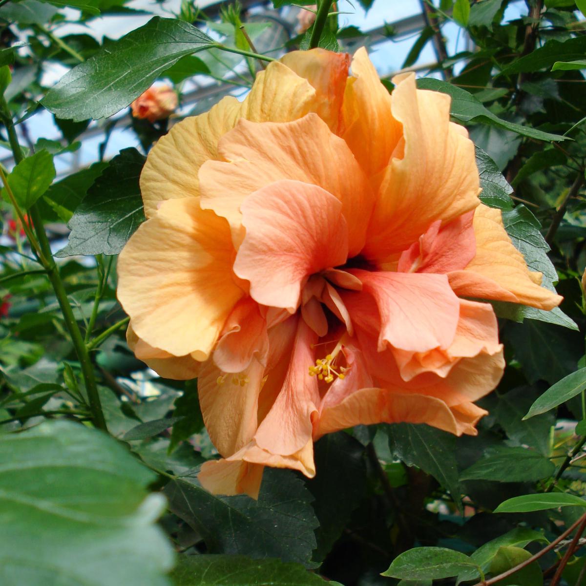 Double Orange Yellow Hibiscus Flower Seeds for Planting  Heirloom, Non-GMO, Tropical, Drought-Tolerant
