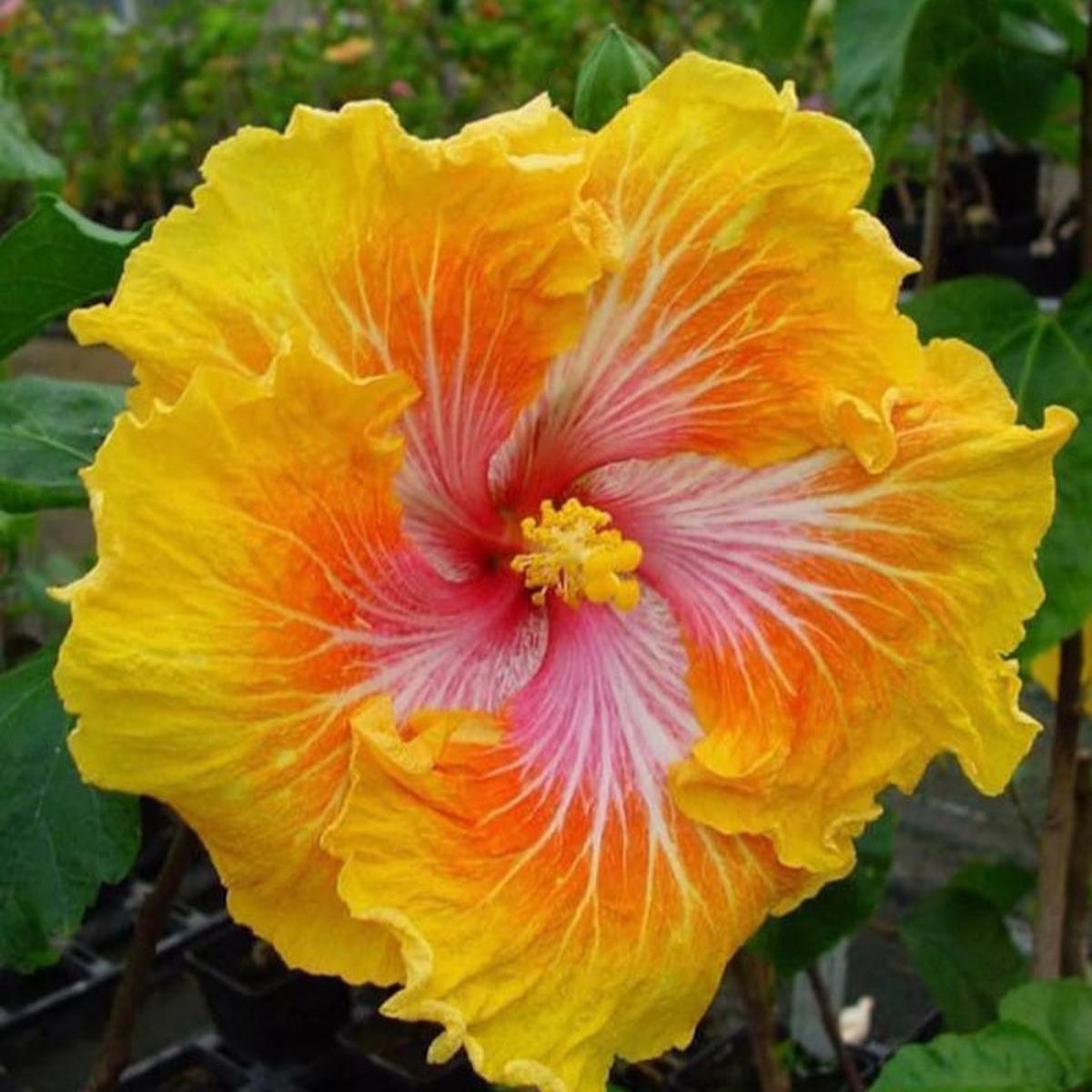 Yellow-Orange Hibiscus (Hibiscus rosa-sinensis) Flower Seeds for Planting  Heirloom, Non-GMO, Tropical, Perennial