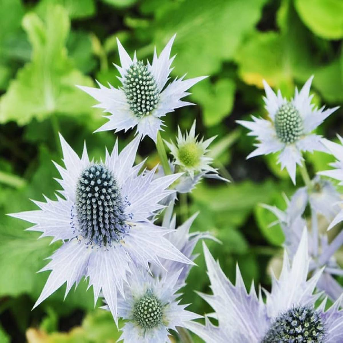 Silver Holly Flower seeds for Planting Hardy Variety Heirloom & GMO Free Seeds for Home Garden   Sale