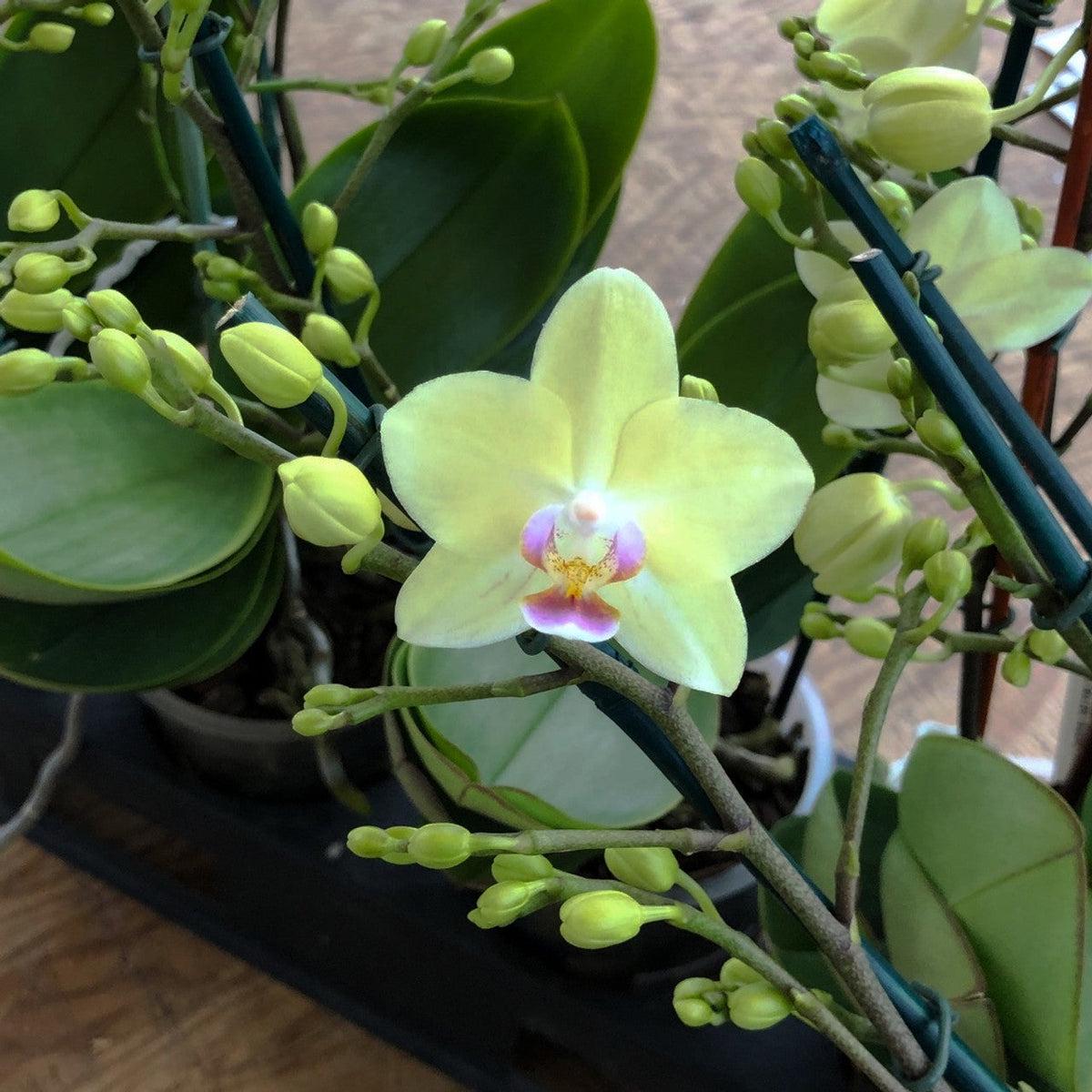 Green Pink Phalaenopsis Orchid Flower seeds for Planting Drought Tolerant Heirloom & GMO Free Seeds for Home Garden   Sale