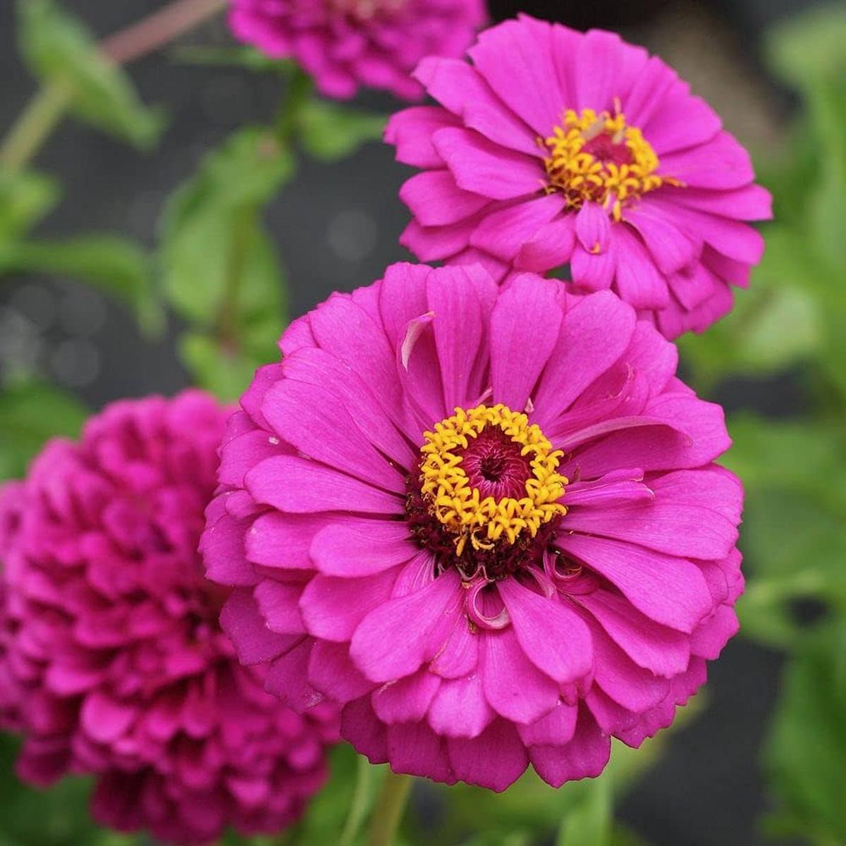 Zinnia Violet Queen Flower Seeds for Planting  Heirloom, Non-GMO, Easy to Grow, Annual Blooms