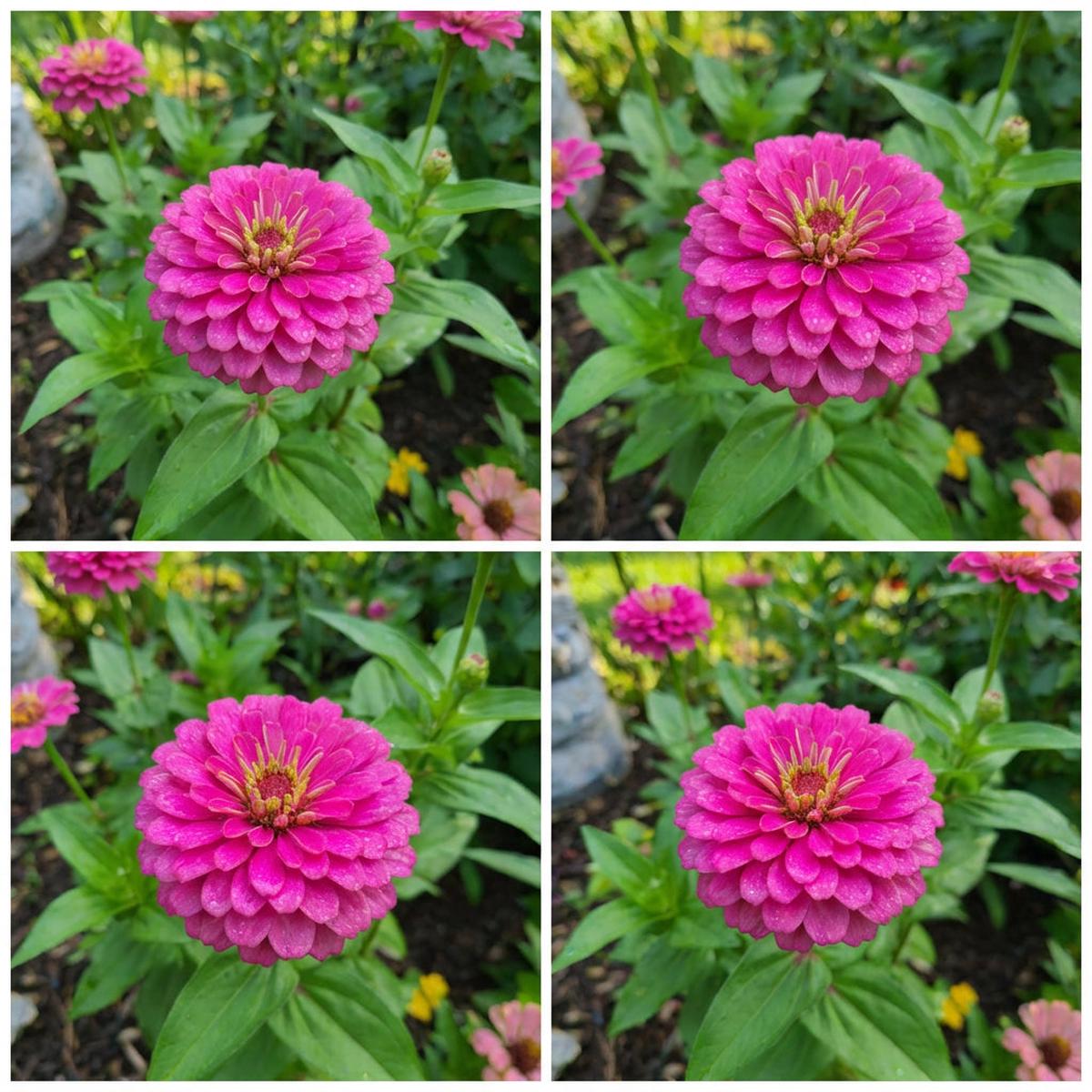 Zinnia Flower Seeds in Deep Pink for Bright and Vibrant Gardens