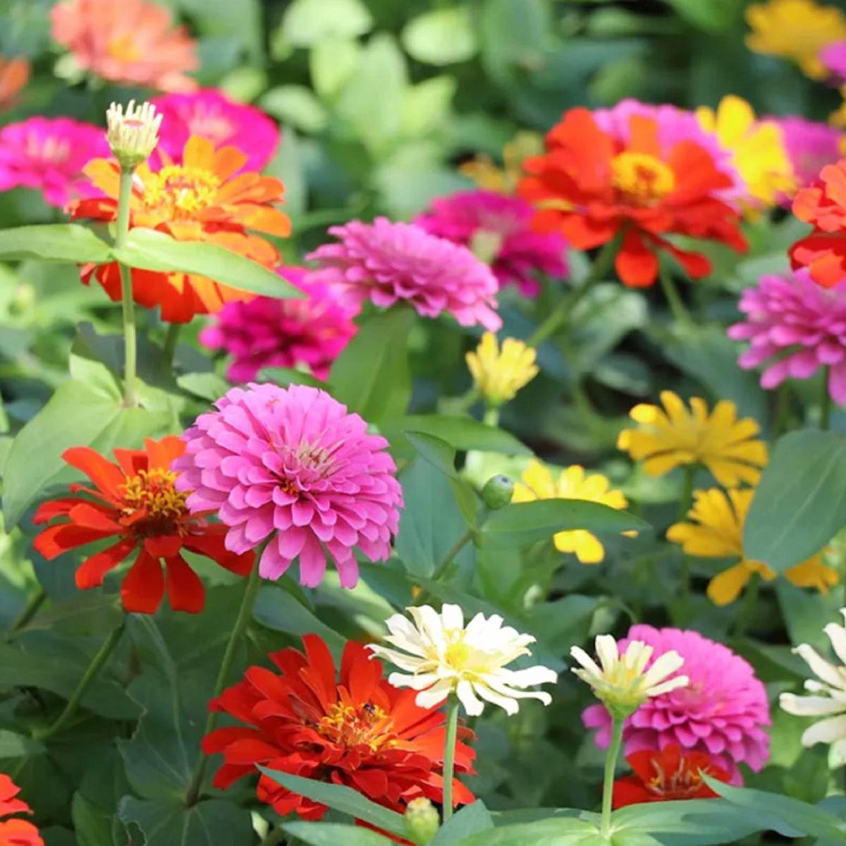 Zinnia Elegans Flower seeds for Planting Bright Blooms Heirloom & GMO Free Seeds for Home Garden   Sale
