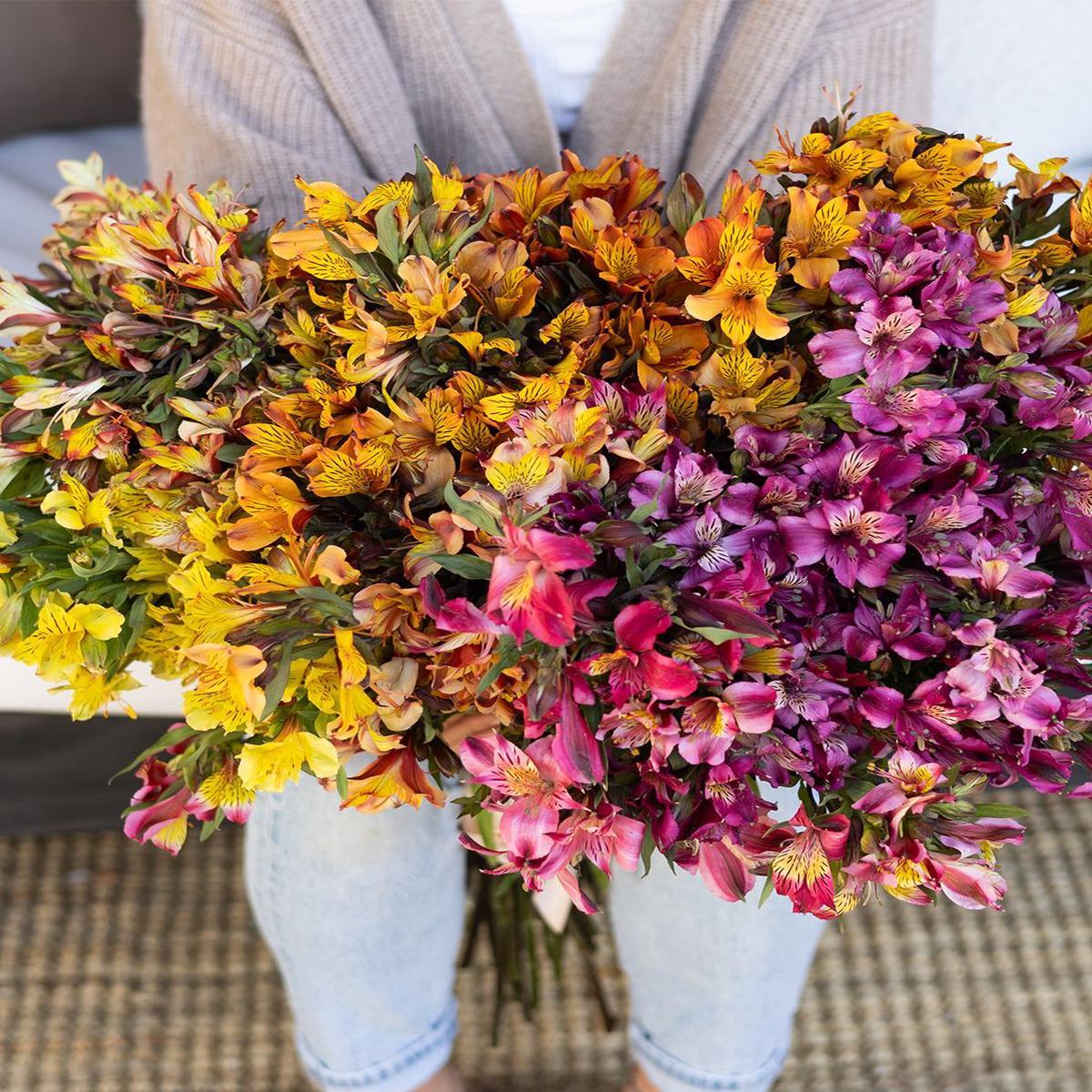 "Alstroemeria Flower seeds for Planting Bright Blooms Heirloom & GMO Free Seeds for Home Garden