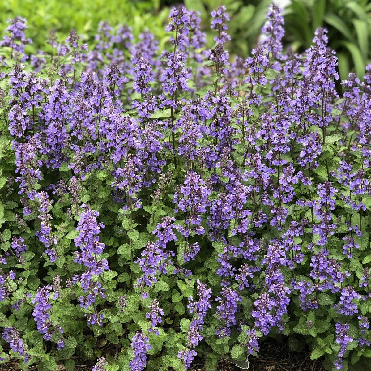 Nepeta Mussinii Flower seeds for Planting Hardy Variety Heirloom & GMO Free Seeds for Home Garden   Sale