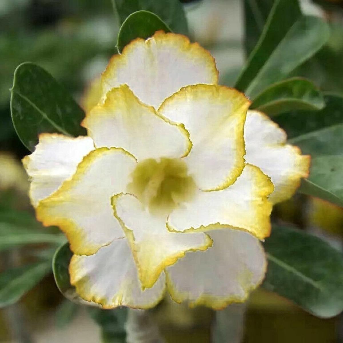 Yellow-White Desert Rose (Adenium obesum) Flower Seeds for Planting  Heirloom, Non-GMO, Drought-Tolerant, Succulent