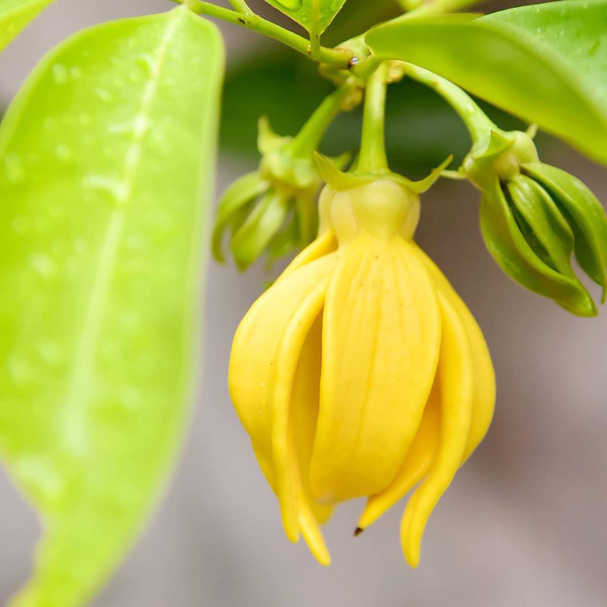 Ylang-Ylang (Cananga odorata) Flower Seeds for Planting  Heirloom, Non-GMO, Fragrant, Tropical Perennial