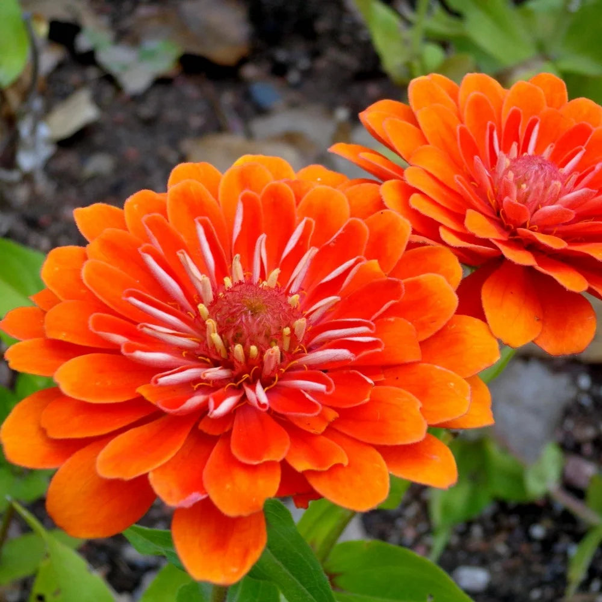 Zinnia elegans Orange Flower Seeds for Planting  Heirloom, Non-GMO, Annual Blooms, Easy to Grow