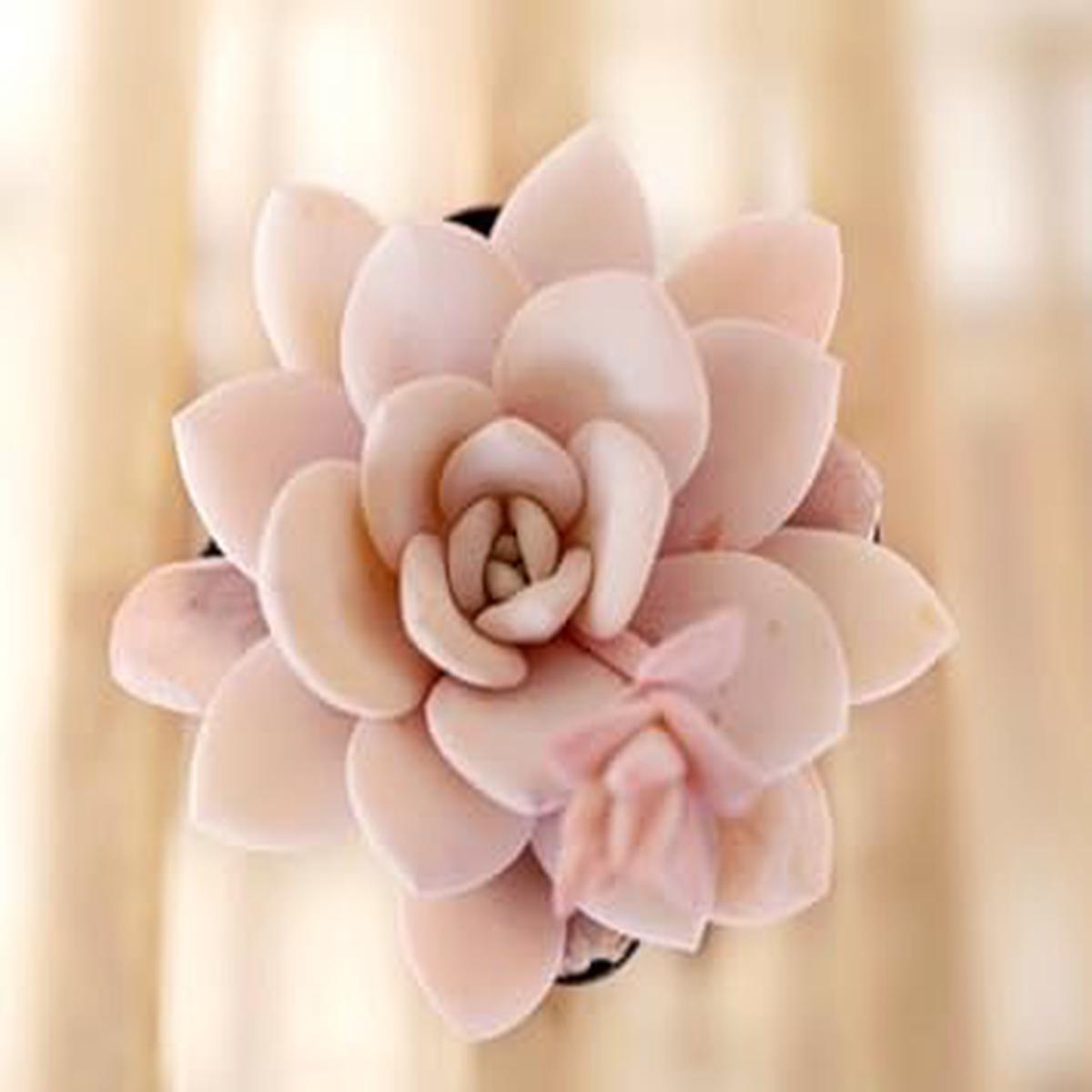 Light Pink Echeveria Laui Flower seeds for Planting Fragrant Blossoms Heirloom & GMO Free Seeds for Home Garden   Sale