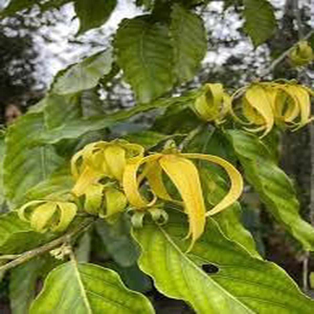 Ylang Flower seeds for Planting - Premium Quality, Heirloom & GMO Free Seeds for Home Garden