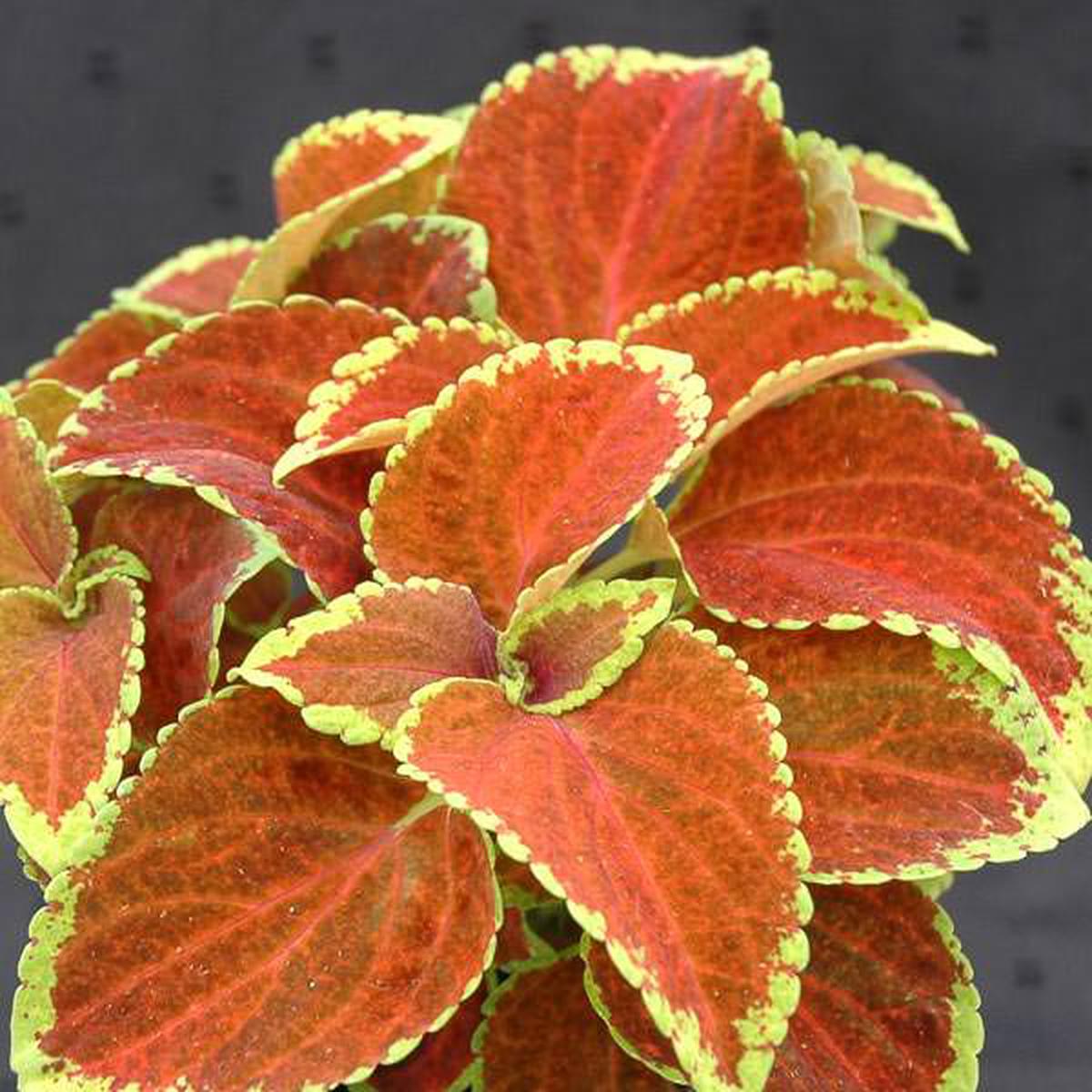 Coleus Orange & Green Flower seeds for Planting Compact Growth Heirloom & GMO Free Seeds for Home Garden   Sale