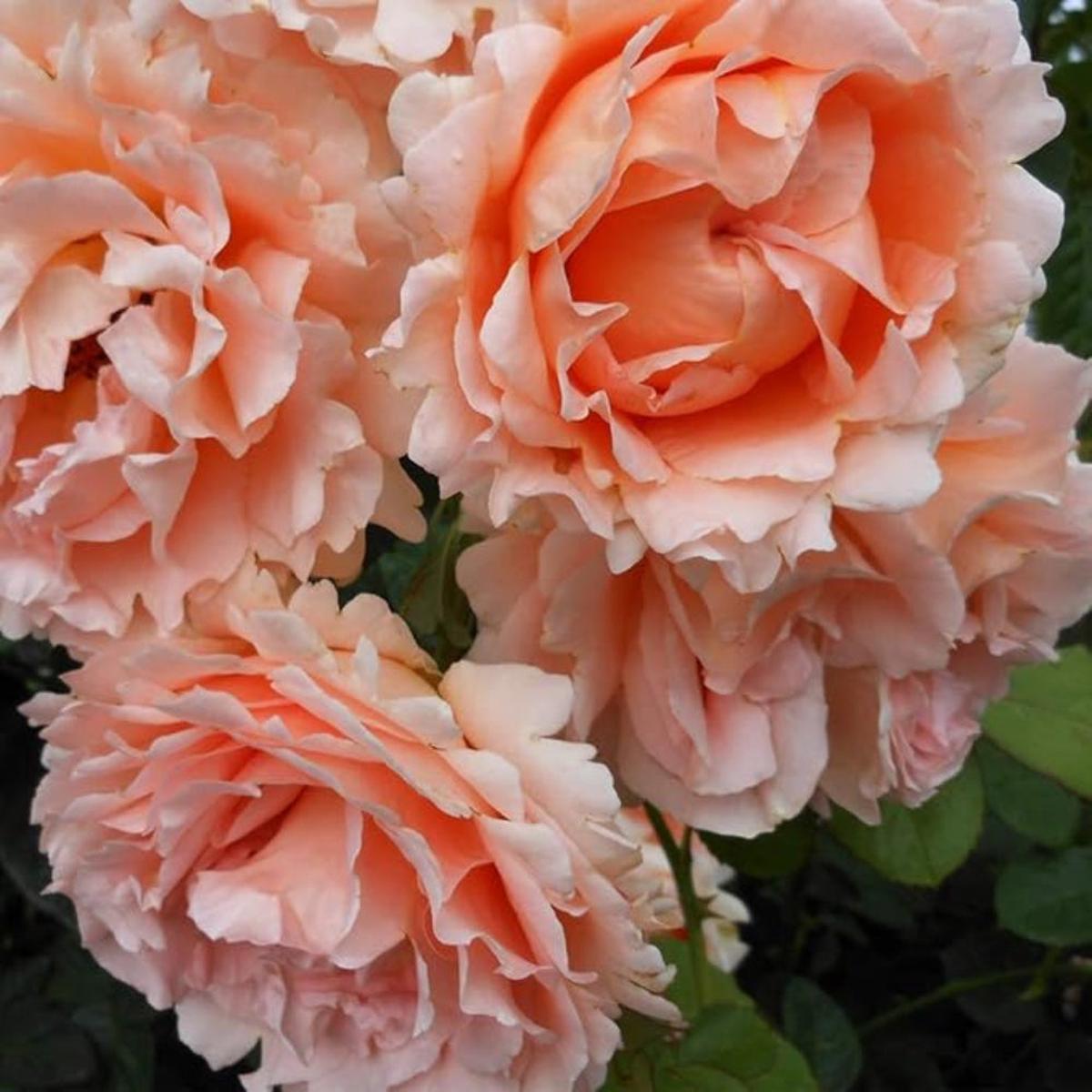 Climbing Polka Rose  Heirloom, Non-GMO, Easy to Grow, Perennial, Peach and Cream Flowers