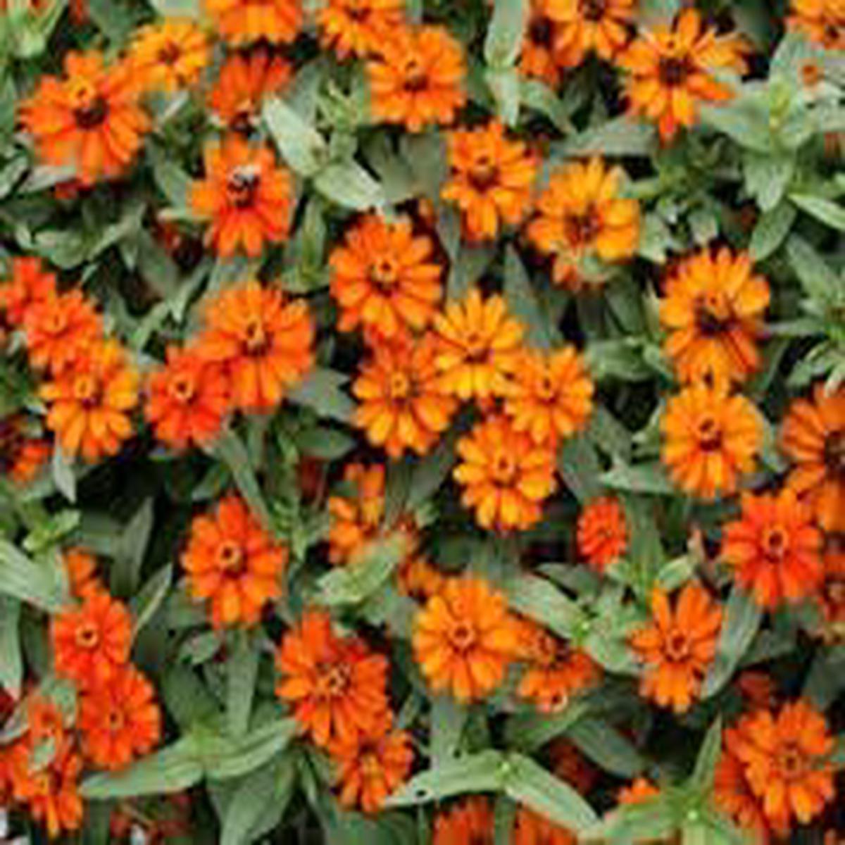 Zinnia Profusion Flower seeds for Planting Seasonal Bloomer Heirloom & GMO Free Seeds for Home Garden