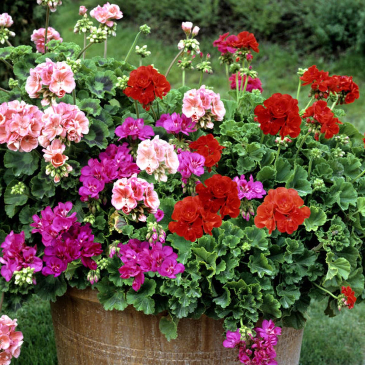 Zonal Geranium (Pelargonium  hortorum) Flower Seeds for Planting  Heirloom, Non-GMO, Annual, Easy to Grow