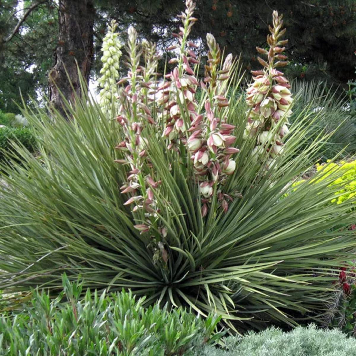 Yucca glauca (Soapweed) Flower Seeds for Planting  Heirloom, Non-GMO, Drought-Tolerant, Perennial