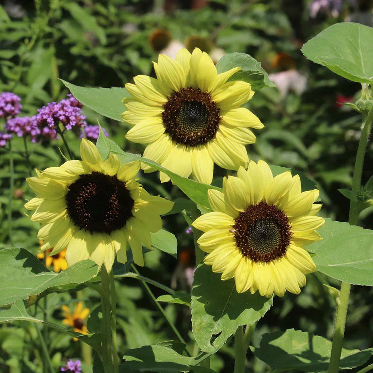 Light Yellow SunFlower seeds for Planting Sun Loving Heirloom & GMO Free Seeds for Home Garden Sale