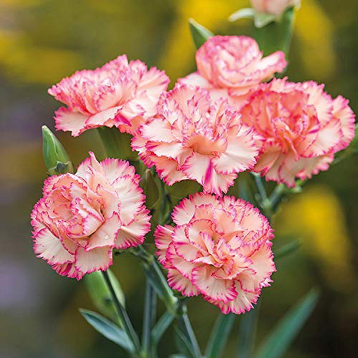 Pink White Carnation Flower seeds for Planting Compact Growth Heirloom & GMO Free Seeds for Home Garden   Sale