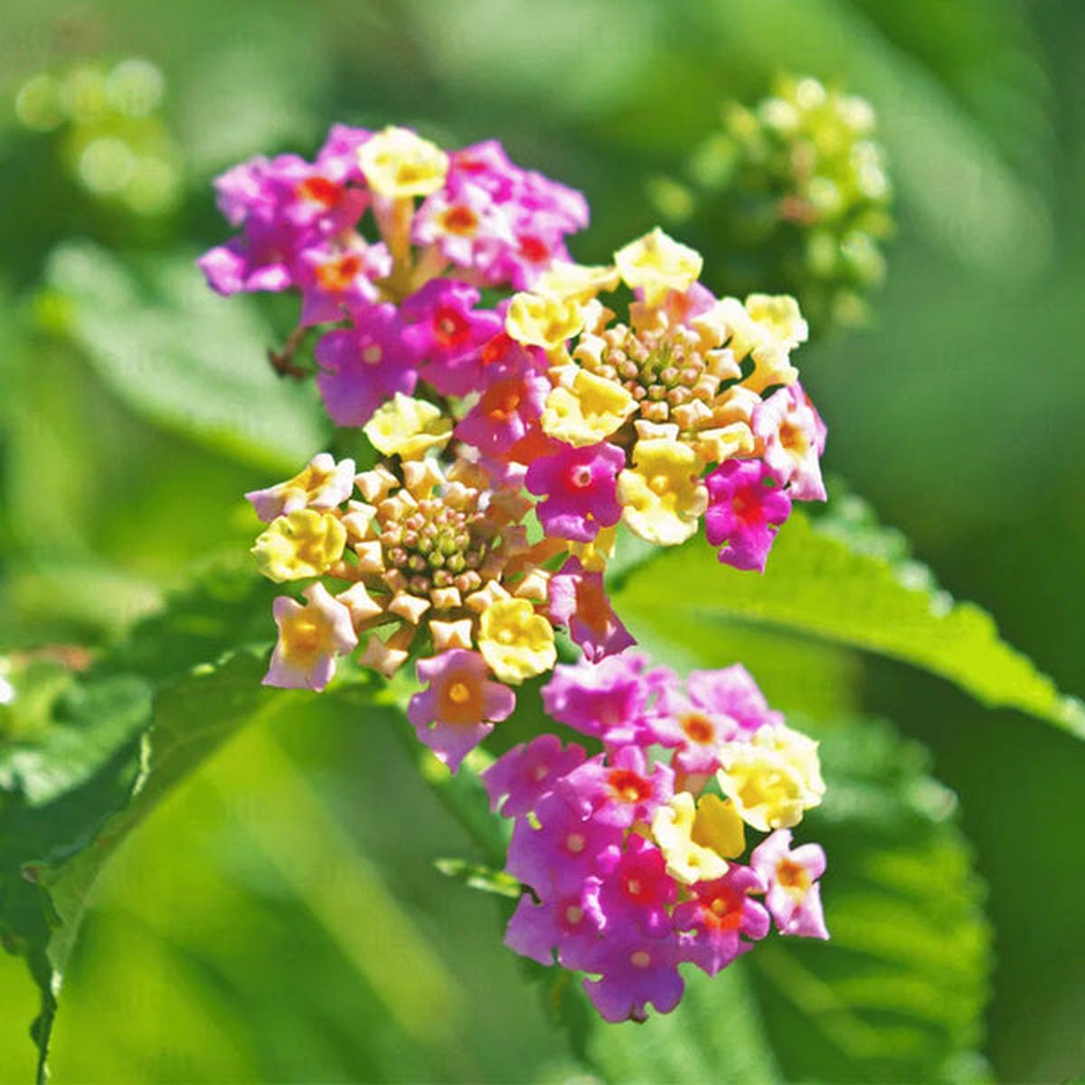 Camara Flower seeds for Planting Fragrant Blossoms Heirloom & GMO Free Seeds for Home Garden  Sale
