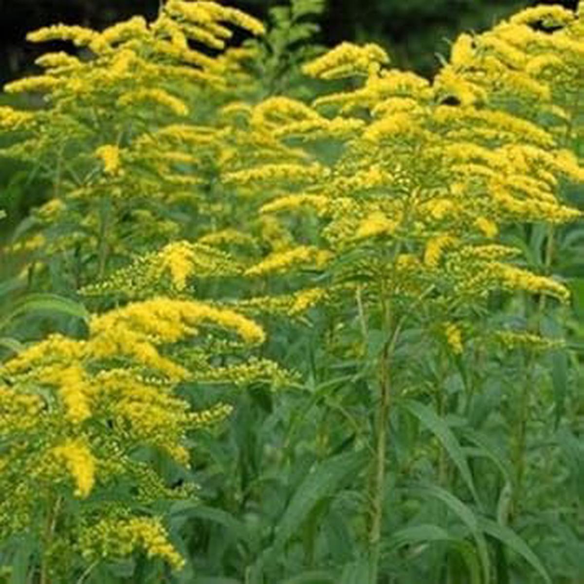 Organic Yellow Solidago Plant Seeds for Planting  Heirloom, Non-GMO