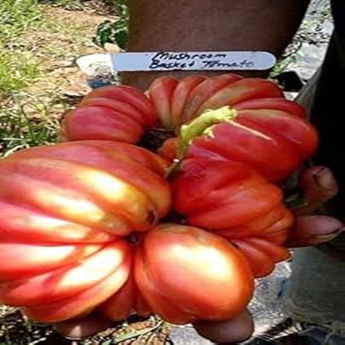 Red Beefsteak Tomato Vegetable Seeds for Planting  Heirloom Non-GMO Organic Garden Seeds, High Germination