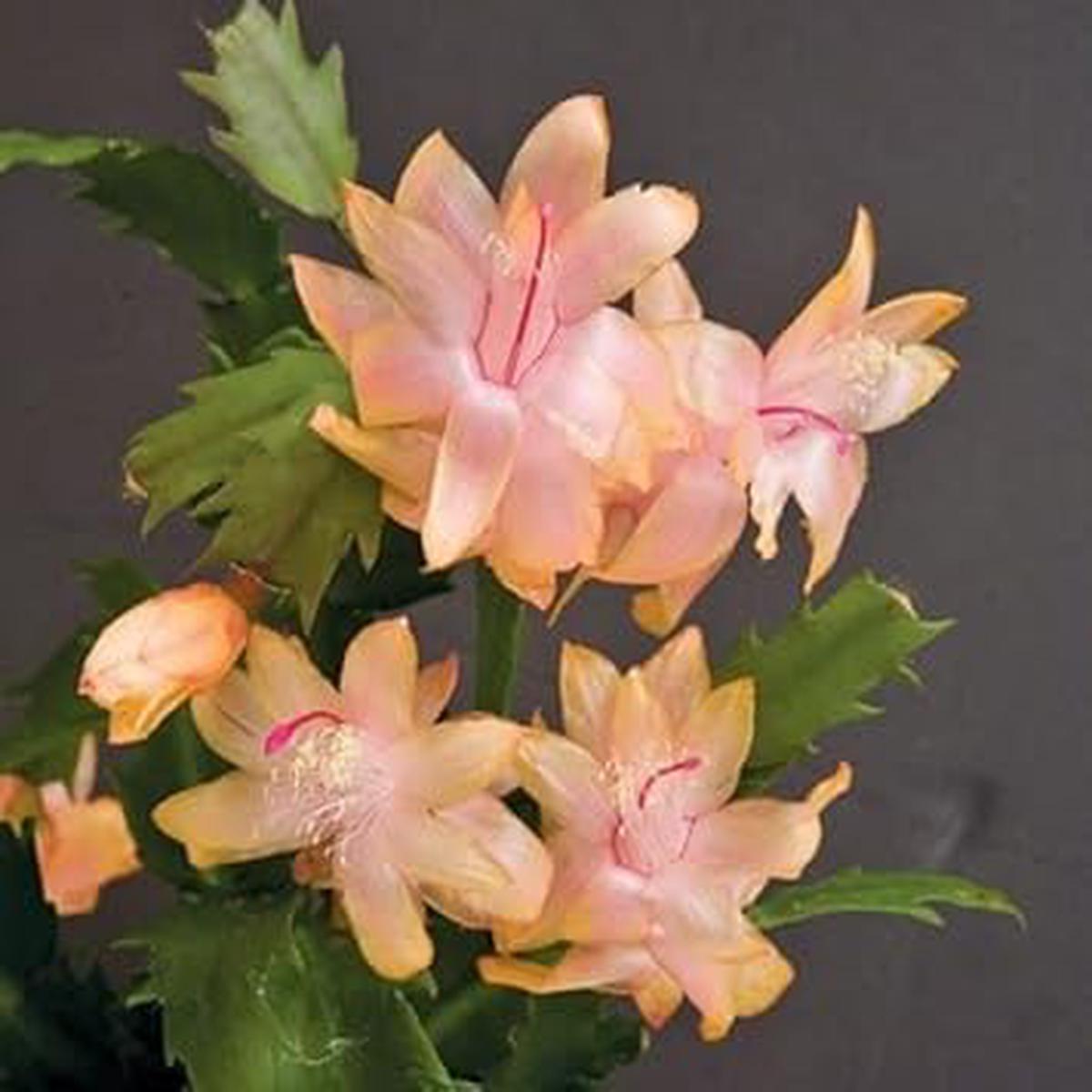 Zygocactus Peach Flower Seeds  Organic, Heirloom Non-GMO Christmas Cactus Seeds for Indoor & Garden Planting
