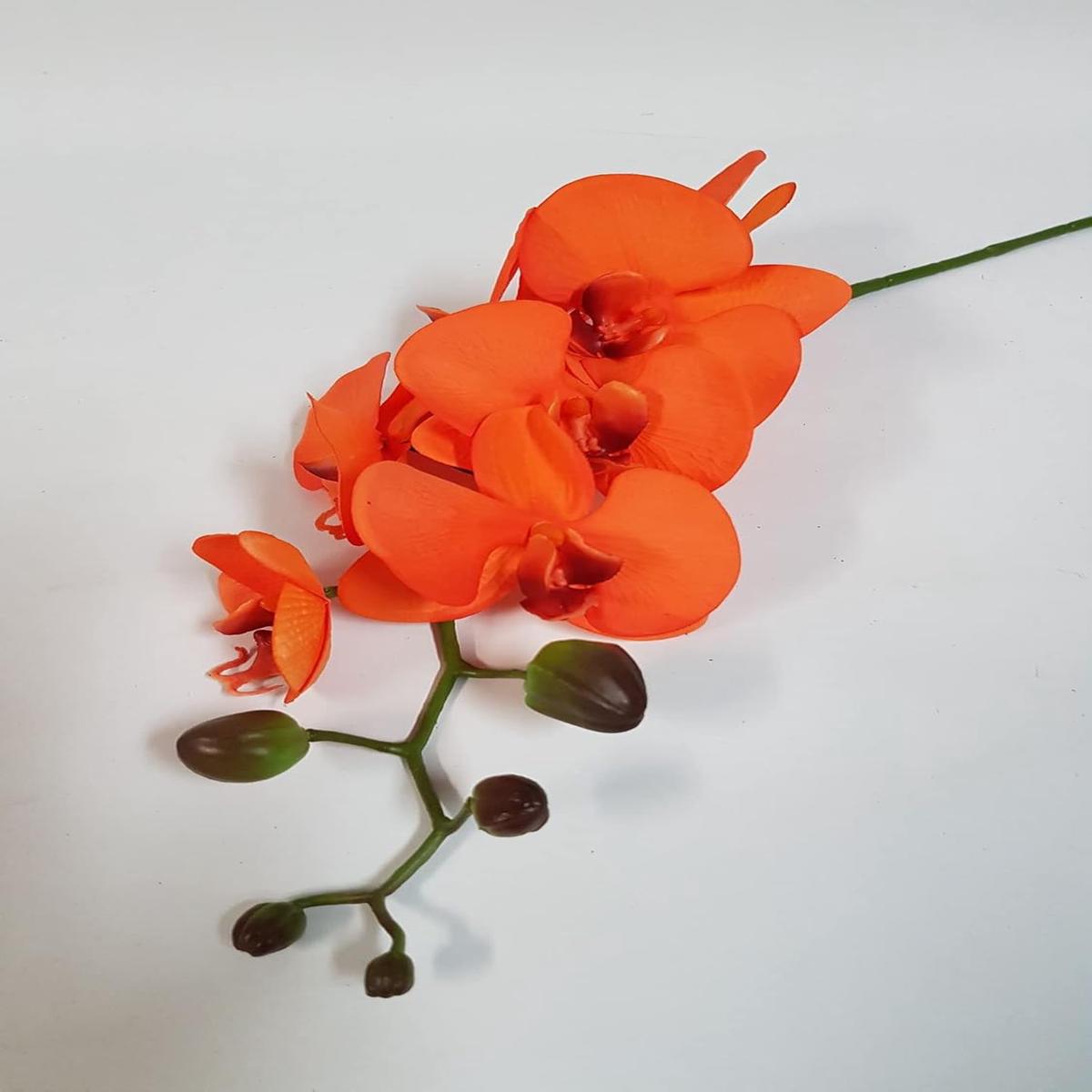 Orange Phalaenopsis Orchid Flower Seeds for Planting  Heirloom, Non-GMO, High Germination Organic Garden Seeds
