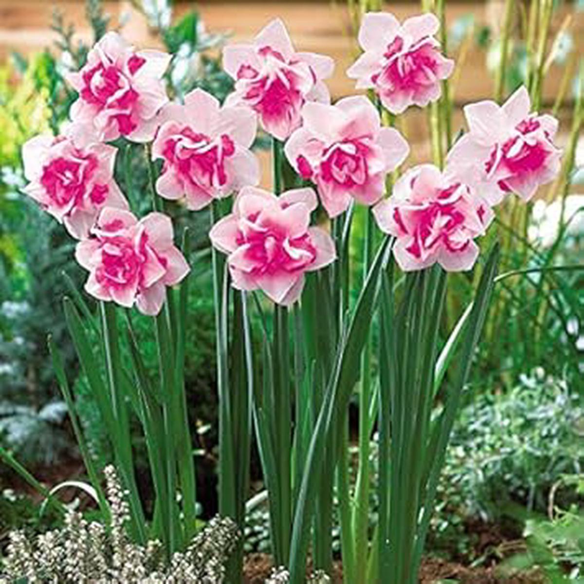 Pink Double Petal Narcissus Flower Seeds for Planting  Heirloom, Non-GMO, High Germination Organic Garden Seeds