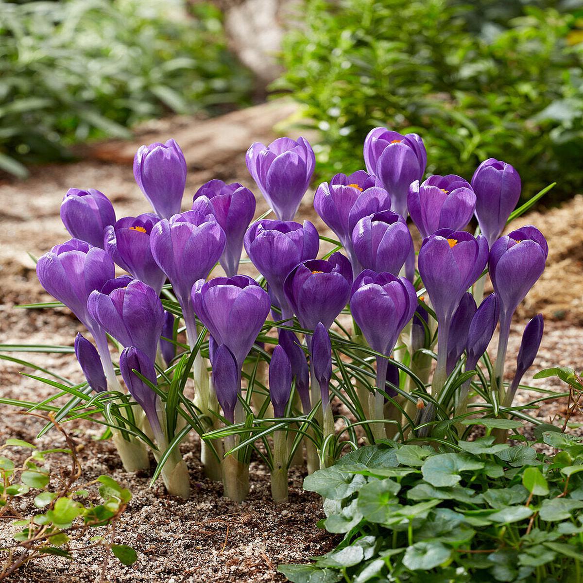 Blue Ocean Crocus Heirloom Flower Seeds for Planting  Non-GMO, High Germination Early Spring Garden Seeds