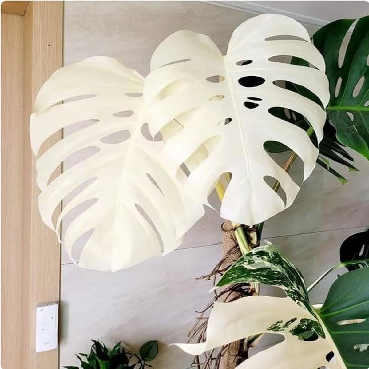 Monstera Albo Variegata  Rare Tropical Houseplant with Stunning White & Green Leaves