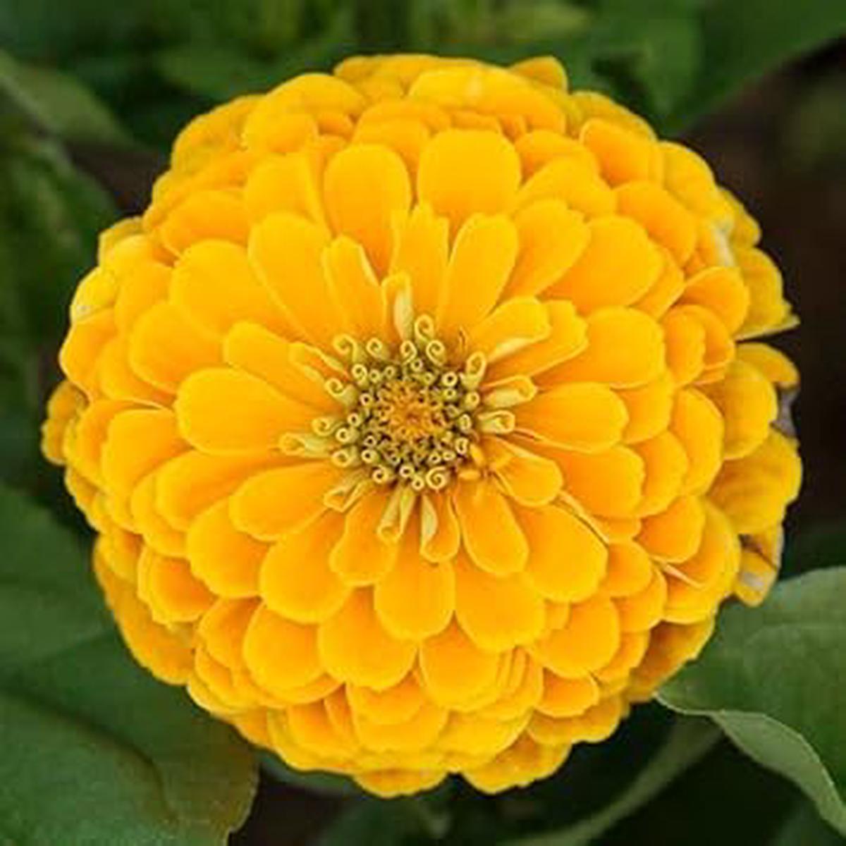 Yellow Zinnia Elegans Flower Seeds for Planting  Bright, Non-GMO, Heirloom Garden Seeds