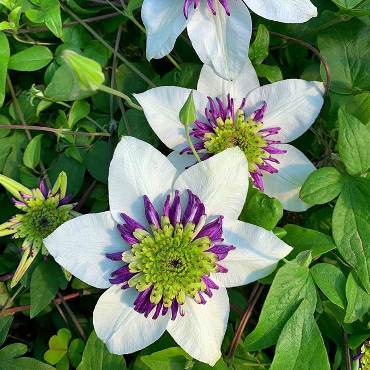Heirloom Non-GMO White Purple Clematis Flower Seeds for Planting  Bicolor Climbing Vine Seeds