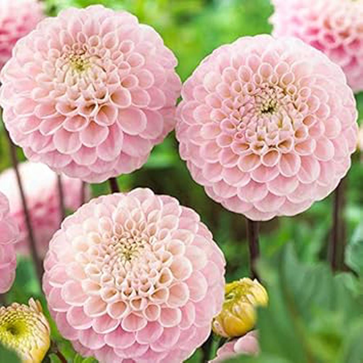 Light Pink Dahlia Flower Seeds for Planting  Heirloom Non-GMO High Germination Organic Garden Seeds