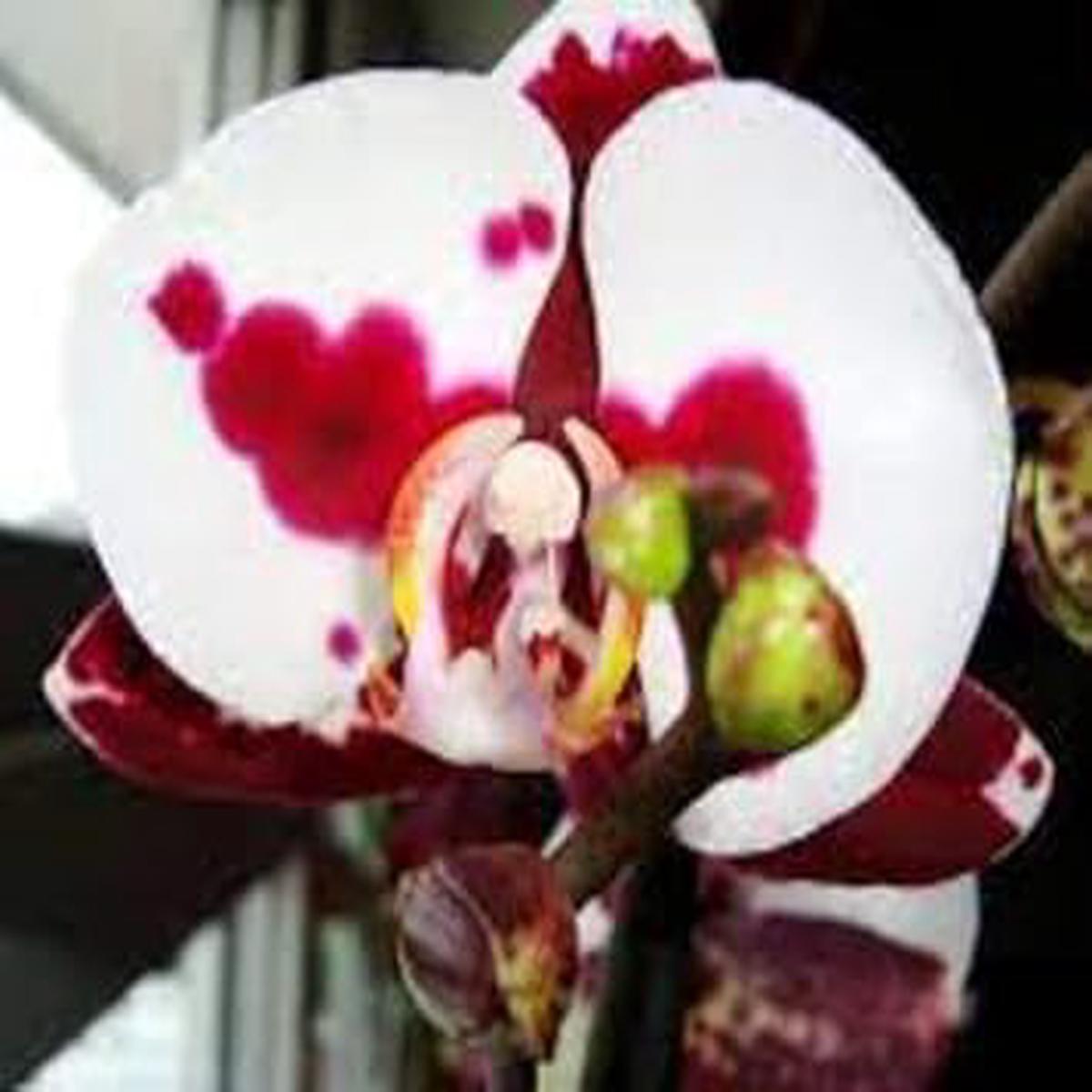 White Red Phalaenopsis Orchid Flower Seeds  Heirloom, Non-GMO Seeds for Planting