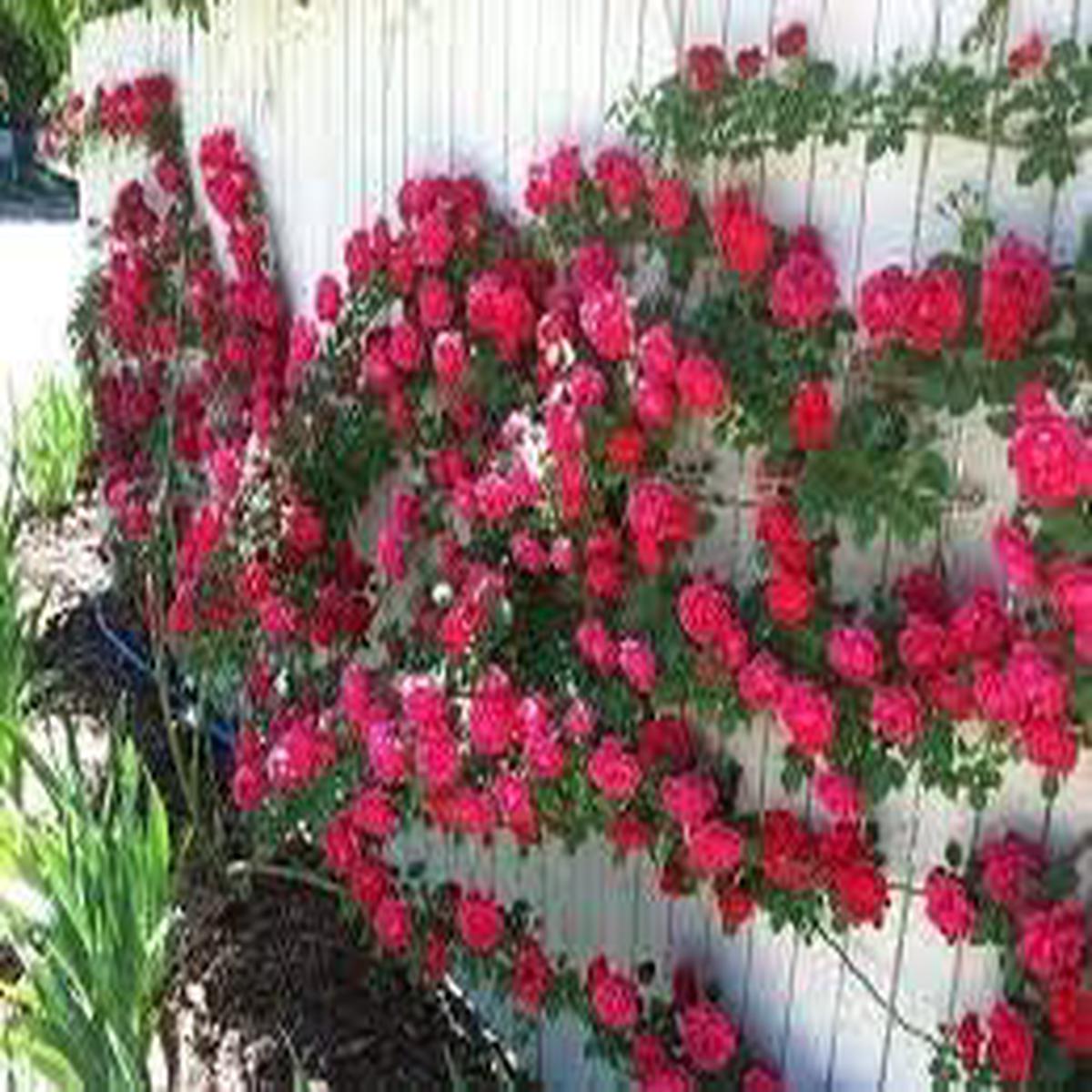 Dark Pink & Blue Rose Heirloom Non-GMO Seeds for Planting  High Germination Organic Garden Seeds for Stunning Blooms