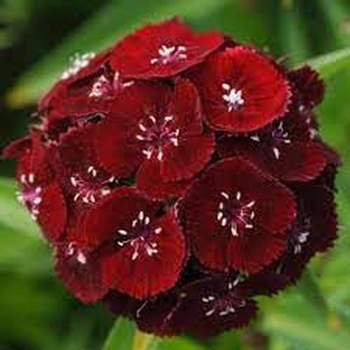 Dianthus Flower Seeds  Heirloom, Non-GMO, High Germination Fragrant Colorful Organic Garden Seeds for Planting