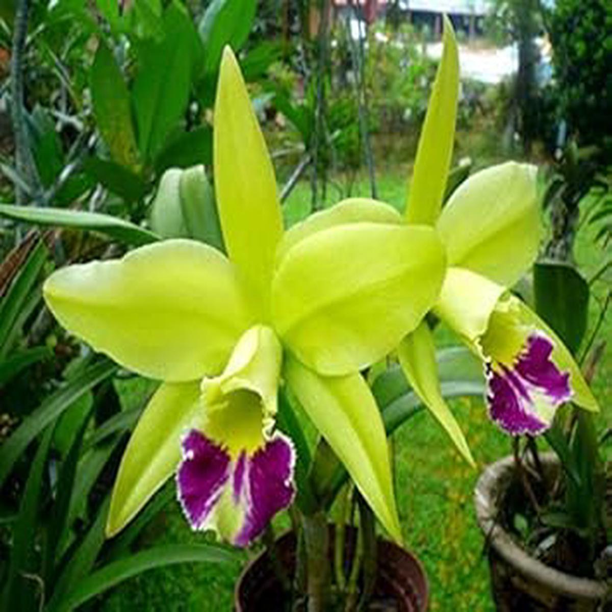 Organic Heirloom Light Green Cattleya Orchid Seeds for Planting  Non-GMO High Germination Exotic Garden Seeds