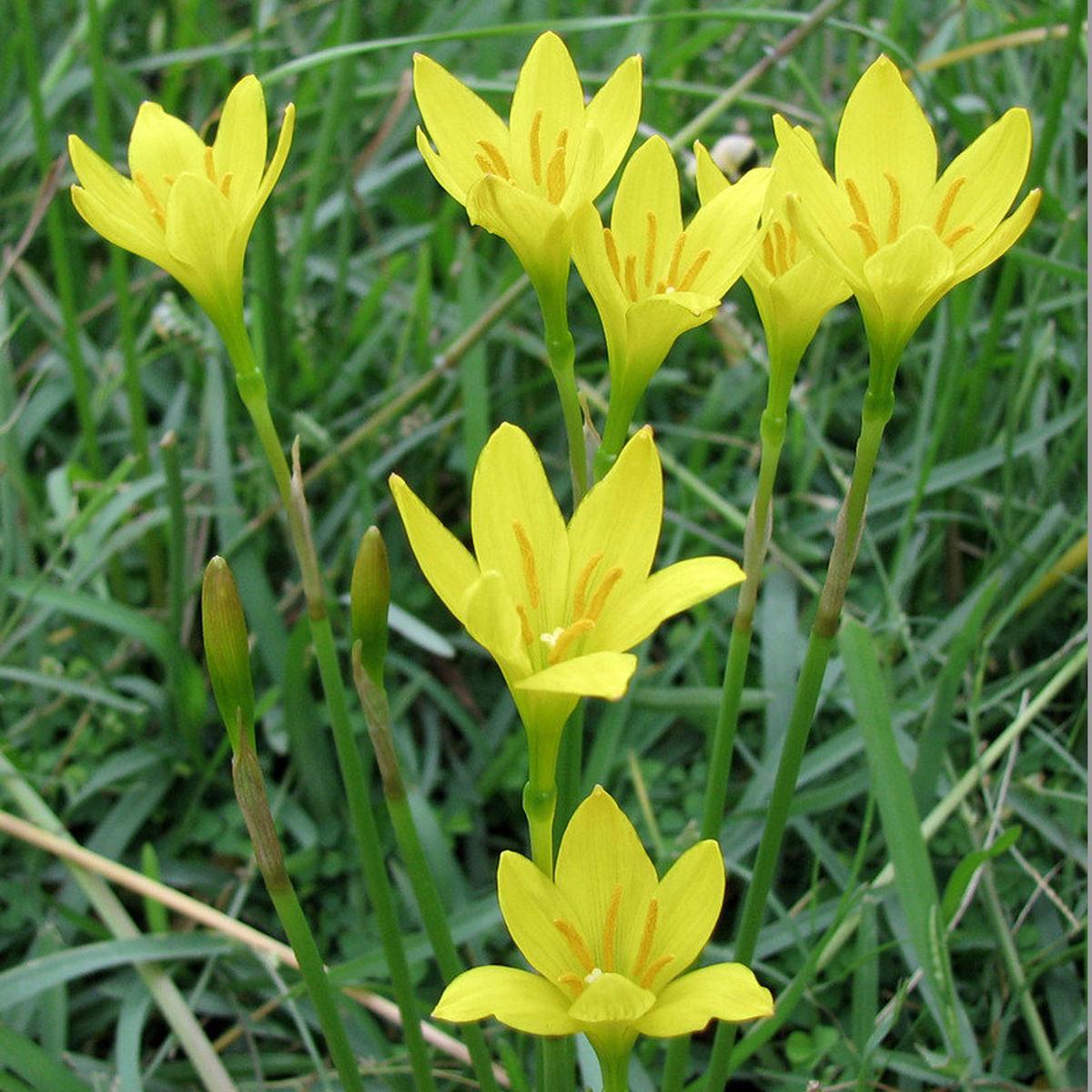 Zephyranthes Yellow Seeds for Planting  Organic, Heirloom, Non-GMO Flower Seeds