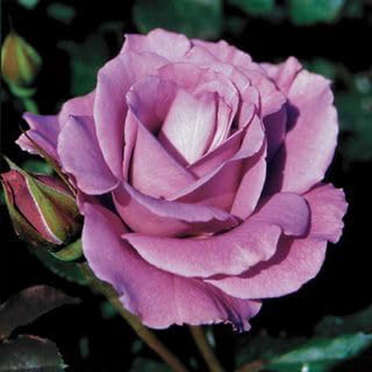 Lavender Rose Flower Seeds for Planting  Heirloom Non-GMO High Germination Organic Garden Seeds