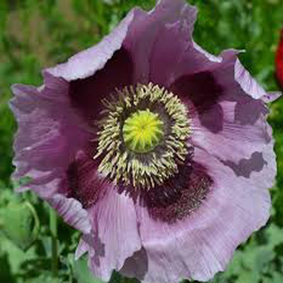 Giant Poppy Seeds (Papaver somniferum)  Giganteum Variety with Massive Seed Heads and Blooms, Heirloom, Non-GMO, High-Germination Organic Seeds