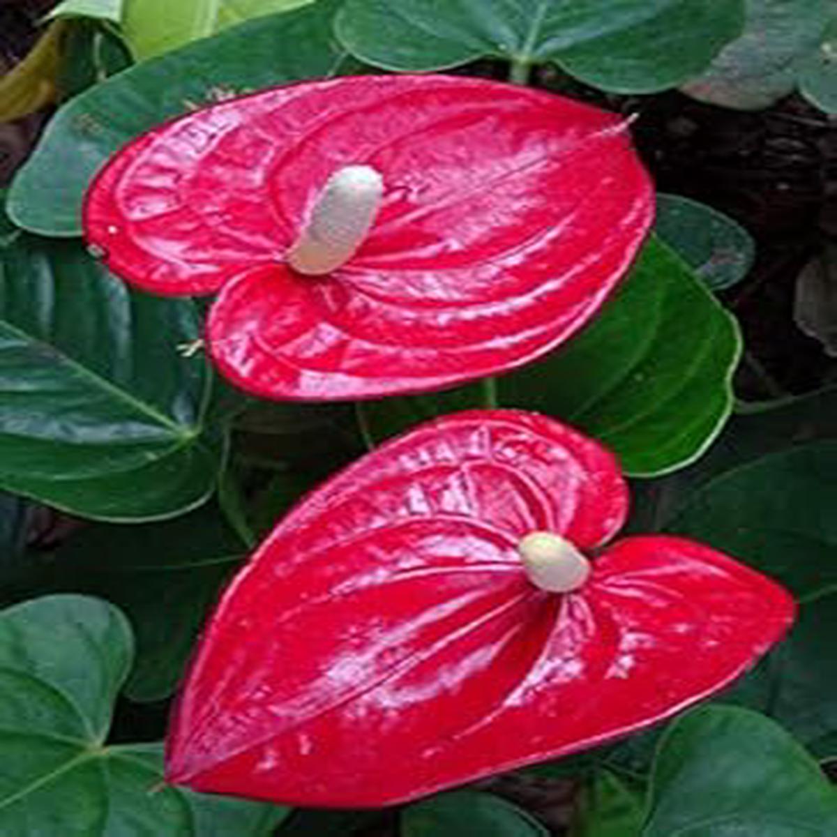 Heirloom Non-GMO Anthurium Flower Seeds  Dark Pink, High Germination Organic Garden Seeds for Planting