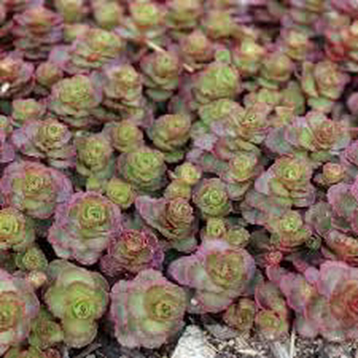 Pink Green Succulent Flower Seeds  Heirloom Non-GMO High Germination Organic Garden Seeds for Ornamental Planting