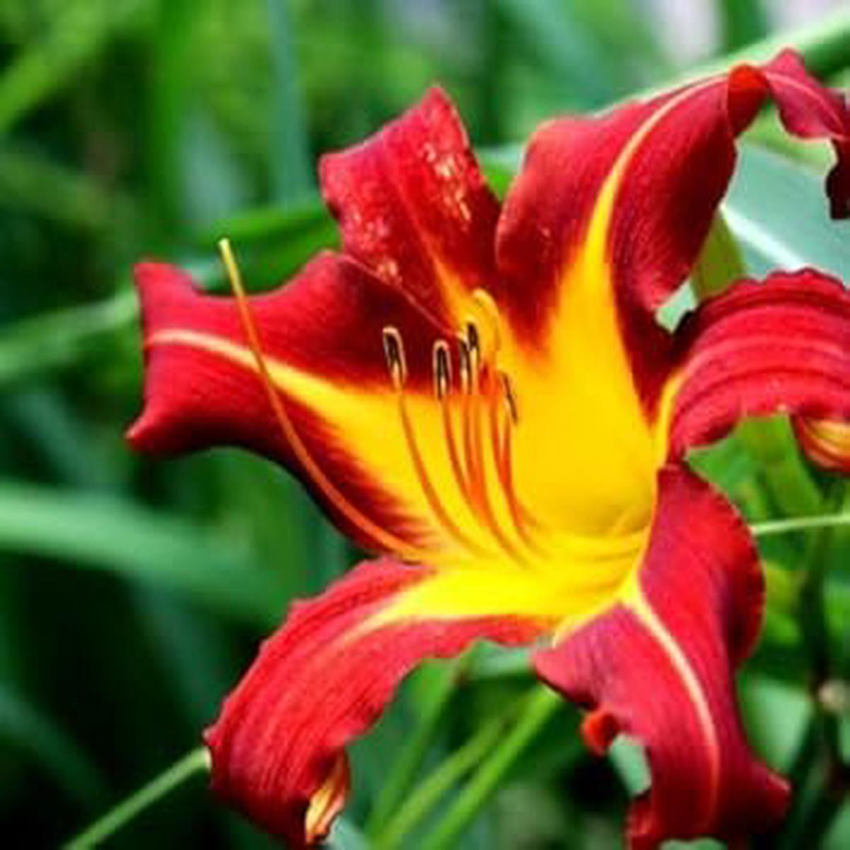 Yellow Red Hemerocallis Flower Planting Seeds for Garden  Non-GMO, Heirloom, High Germination Seeds